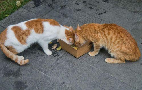 娱乐吃瓜酱流浪猫小菊,娱乐吃瓜酱的温馨故事